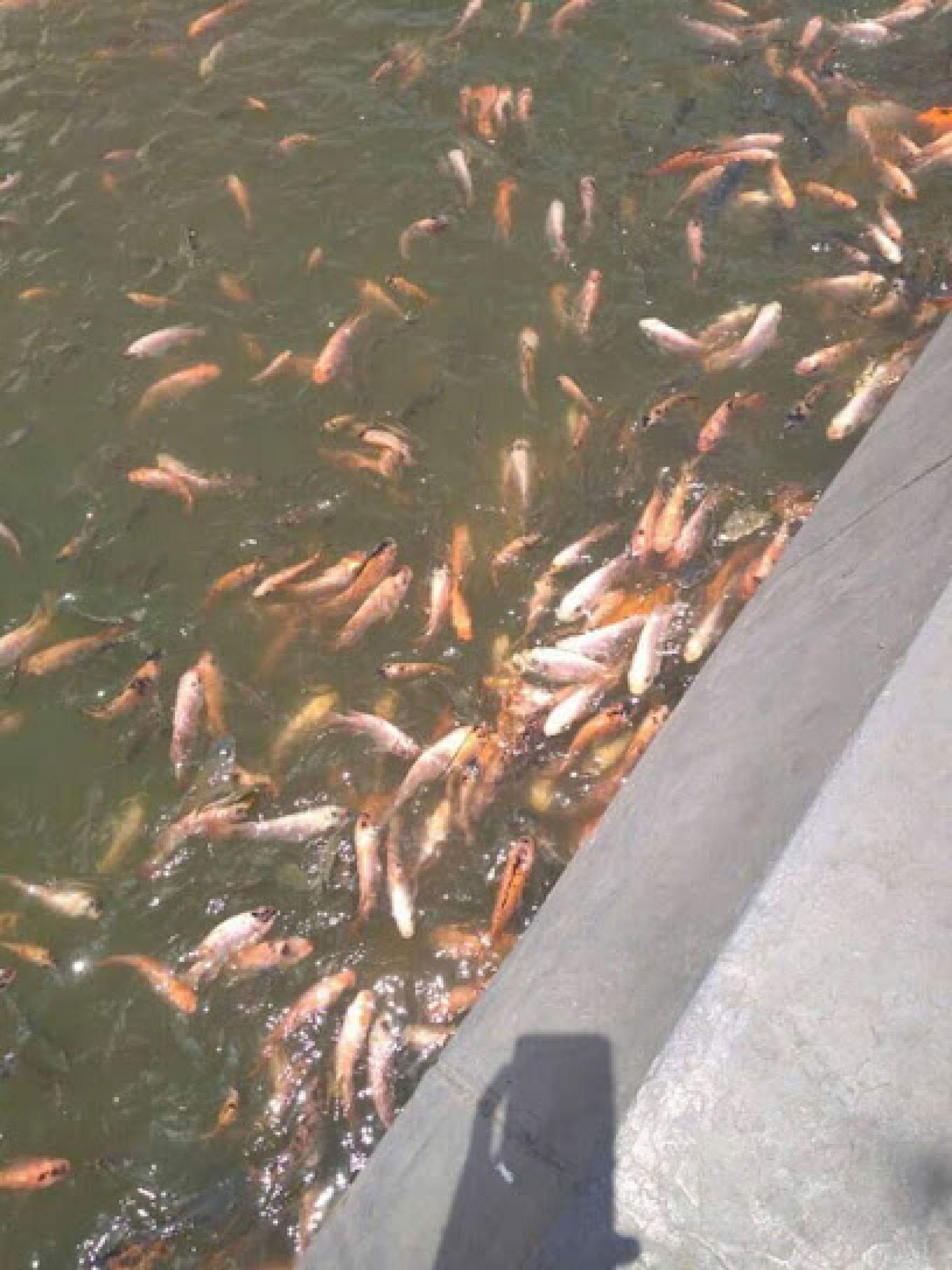 ikan-gurame-nila-dan-lele