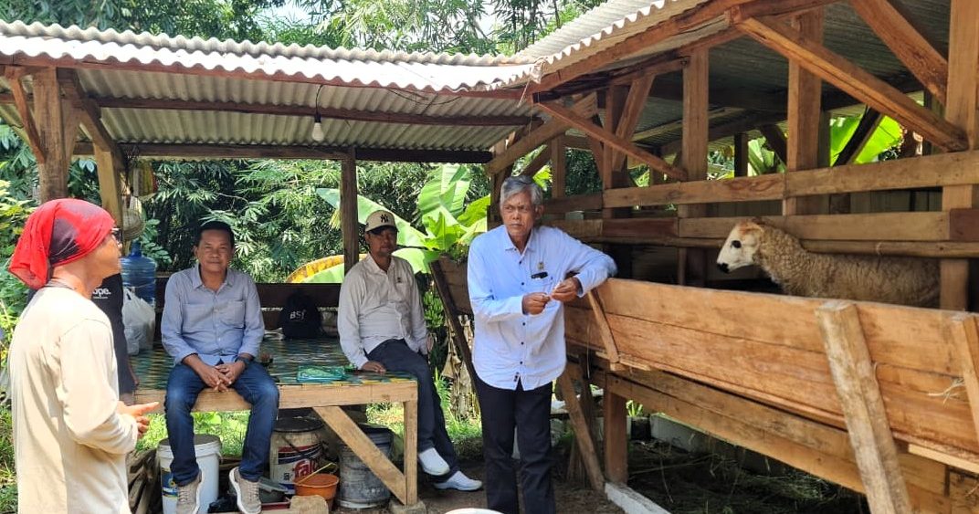 Komisi B DPRD Kabupaten Ciamis Tinjau Pengembangan Ternak Domba di Kecamatan Banjarsari